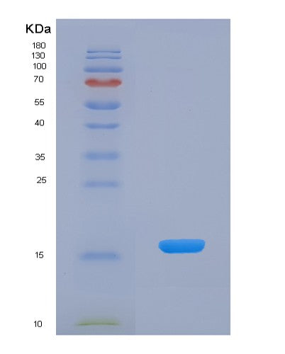 SDS-PAGE analysis of Human SNRPD2 (Small Nuclear Ribonucleoprotein Sm D2) - Recombinant Protein, CATHuman SNRPD2 (Small Nuclear Ribonucleoprotein Sm D2) - Recombinant Protein