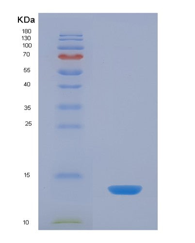 SDS-PAGE analysis of Human SELENOW (Selenoprotein W) - Recombinant Protein, CATHuman SELENOW (Selenoprotein W) - Recombinant Protein