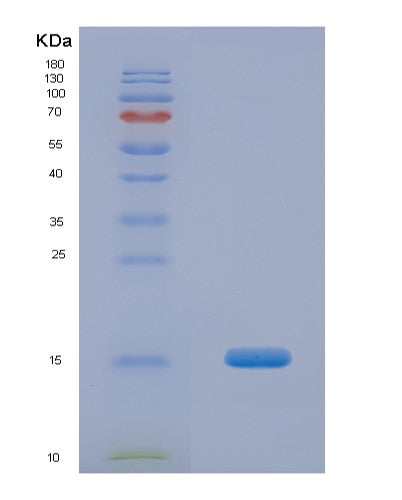 SDS-PAGE analysis of Human FKBP1B (Peptidyl-Prolyl Cis-Trans Isomerase Fkbp1B) - Recombinant Protein, CATHuman FKBP1B (Peptidyl-Prolyl Cis-Trans Isomerase Fkbp1B) - Recombinant Protein