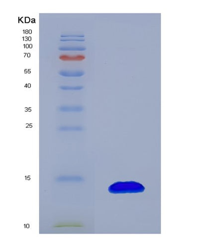SDS-PAGE analysis of Human CCL20 (C-C Motif Chemokine 20) - Recombinant Protein, CAT# BLT-00442P, showing >95% purity under 15% SDS-PAGE (Reduced)Human CCL20 (C-C Motif Chemokine 20) - Recombinant Protein