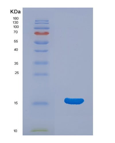 SDS-PAGE analysis of Human CRADD (Death Domain-Containing Protein Cradd) - Recombinant Protein, CAT# BLT-00683P, showing >95% purity under 15% SDS-PAGE (Reduced)Human CRADD (Death Domain-Containing Protein Cradd) - Recombinant Protein