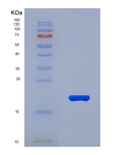 SDS-PAGE analysis of Human MUC5AC (Mucin-5Ac) - Recombinant Protein, CATHuman MUC5AC (Mucin-5Ac) - Recombinant Protein