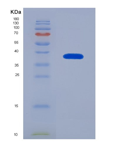 SDS-PAGE analysis of Human HSF1 (Heat Shock Factor Protein 1) - Recombinant Protein, CATHuman HSF1 (Heat Shock Factor Protein 1) - Recombinant Protein
