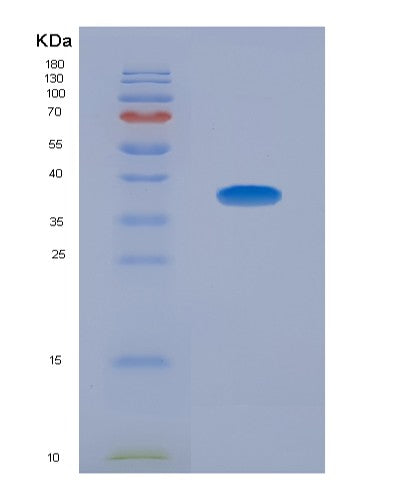 SDS-PAGE analysis of Human MCL1 (Induced Myeloid Leukemia Cell Differentiation Protein Mcl-1) - Recombinant Protein, CATHuman MCL1 (Induced Myeloid Leukemia Cell Differentiation Protein Mcl-1) - Recombinant Protein