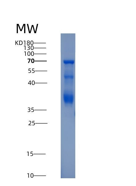SDS-PAGE analysis of Human HTR1A (5-Hydroxytryptamine Receptor 1A) - Recombinant Protein, CATHuman HTR1A (5-Hydroxytryptamine Receptor 1A) - Recombinant Protein