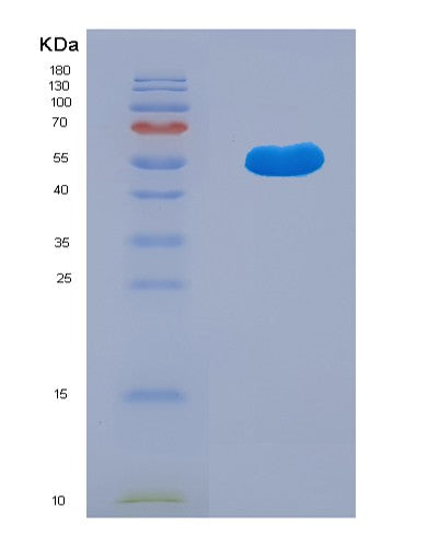 SDS-PAGE analysis of Human TRAF1 (Tnf Receptor-Associated Factor 1) - Recombinant Protein, CATHuman TRAF1 (Tnf Receptor-Associated Factor 1) - Recombinant Protein