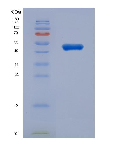 SDS-PAGE analysis of Human TUBB3 (Tubulin Beta-3 Chain) - Recombinant Protein, CATHuman TUBB3 (Tubulin Beta-3 Chain) - Recombinant Protein