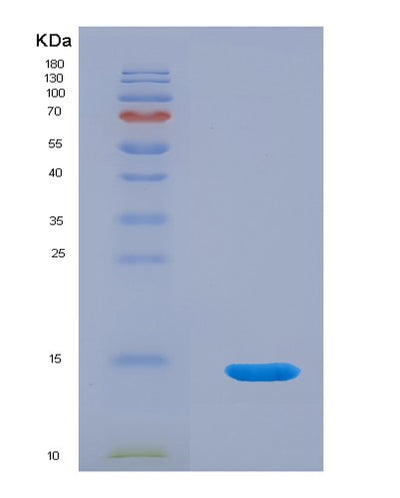 SDS-PAGE analysis of Human CEACAM7 (Cell Adhesion Molecule Ceacam7) - Recombinant Protein, CAT# BLT-00556P, showing >95% purity under 15% SDS-PAGE (Reduced)Human CEACAM7 (Cell Adhesion Molecule Ceacam7) - Recombinant Protein