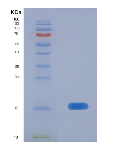 SDS-PAGE analysis of Human ELOB (Elongin-B) - Recombinant Protein, CATHuman ELOB (Elongin-B) - Recombinant Protein