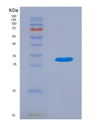SDS-PAGE analysis of Human STX1A (Syntaxin-1A) - Recombinant Protein, CAT# BLT-02914P, showing >95% purity under 15% SDS-PAGE (Reduced)Human STX1A (Syntaxin-1A) - Recombinant Protein