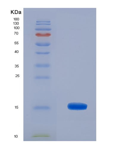 SDS-PAGE analysis of Human MIA (Melanoma-Derived Growth Regulatory Protein) - Recombinant Protein, CAT# BLT-01850P, showing >85% purity under 15% SDS-PAGE (Reduced)Human MIA (Melanoma-Derived Growth Regulatory Protein) - Recombinant Protein