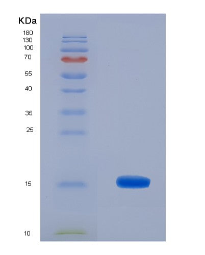 SDS-PAGE analysis of Human MIA (Melanoma-Derived Growth Regulatory Protein) - Recombinant Protein, CATHuman MIA (Melanoma-Derived Growth Regulatory Protein) - Recombinant Protein