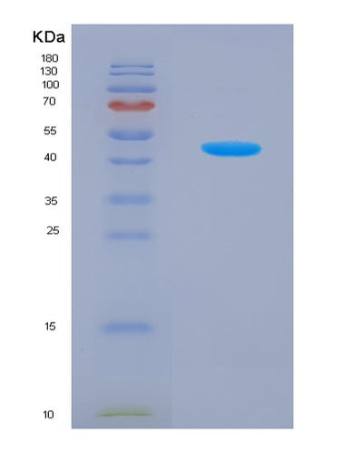 SDS-PAGE analysis of Human UPP1 (Uridine Phosphorylase 1) - Recombinant Protein, CAT# BLT-03248P, showing >85% purity under 15% SDS-PAGE (Reduced)Human UPP1 (Uridine Phosphorylase 1) - Recombinant Protein