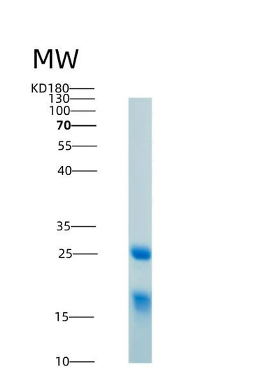 SDS-PAGE analysis of Human HMGB1 (High Mobility Group Protein B1) - Recombinant Protein, CAT# BLT-04058P, showing >95% purity under 15% SDS-PAGE (Reduced)Human HMGB1 (High Mobility Group Protein B1) - Recombinant Protein