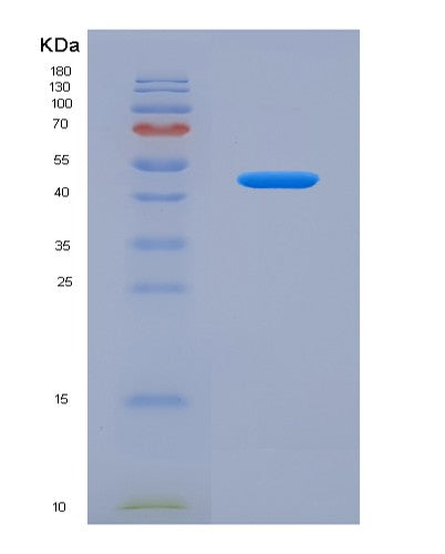 SDS-PAGE analysis of Human SFRP5 (Secreted Frizzled-Related Protein 5) - Recombinant Protein, CATHuman SFRP5 (Secreted Frizzled-Related Protein 5) - Recombinant Protein