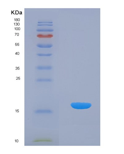 SDS-PAGE analysis of Human Heat Shock 10kDa 1 (HSP10) - Recombinant Protein, CATHuman Heat Shock 10kDa 1 (HSP10) - Recombinant Protein