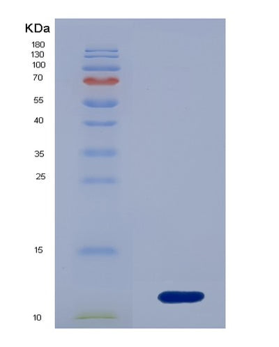 SDS-PAGE analysis of Mouse Cxcl3 (C-X-C Motif Chemokine 3) - Recombinant Protein, CAT# BLT-00777P, showing >85% purity under 15% SDS-PAGE (Reduced)Mouse Cxcl3 (C-X-C Motif Chemokine 3) - Recombinant Protein