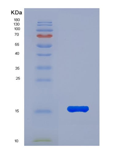 SDS-PAGE analysis of Mouse Gdf15 (Growth/Differentiation Factor 15) - Recombinant Protein, CAT# BLT-01180P, showing >85% purity under 15% SDS-PAGE (Reduced)Mouse Gdf15 (Growth/Differentiation Factor 15) - Recombinant Protein