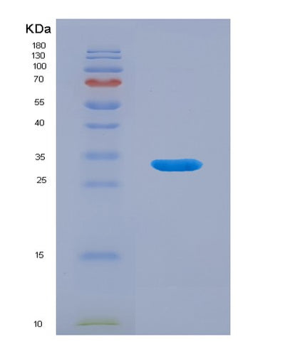 SDS-PAGE analysis of Human TMEFF1 (Tomoregulin-1) - Recombinant Protein, CAT# BLT-03060P, showing >90% purity under 15% SDS-PAGE (Reduced)Human TMEFF1 (Tomoregulin-1) - Recombinant Protein