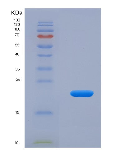 SDS-PAGE analysis of Mouse Cryaa (Alpha-Crystallin A Chain) - Recombinant Protein, CATMouse Cryaa (Alpha-Crystallin A Chain) - Recombinant Protein