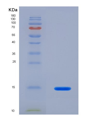 SDS-PAGE analysis of Human NRGN (Neurogranin) - Recombinant Protein, CATHuman NRGN (Neurogranin) - Recombinant Protein