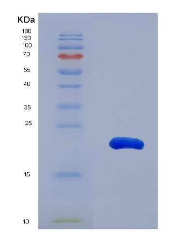 SDS-PAGE analysis of Human GCDH (Glutaryl-Coa Dehydrogenase, Mitochondrial) - Recombinant Protein, CATHuman GCDH (Glutaryl-Coa Dehydrogenase, Mitochondrial) - Recombinant Protein