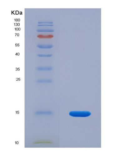 SDS-PAGE analysis of Human TAFA4 (Chemokine-Like Protein Tafa-4) - Recombinant Protein, CAT# BLT-03936P, showing >85% purity under 15% SDS-PAGE (Reduced)Human TAFA4 (Chemokine-Like Protein Tafa-4) - Recombinant Protein