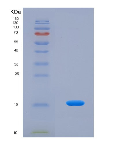 SDS-PAGE analysis of Human MYCBP (C-Myc-Binding Protein) - Recombinant Protein, CATHuman MYCBP (C-Myc-Binding Protein) - Recombinant Protein