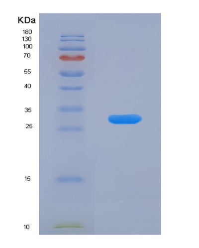 SDS-PAGE analysis of Human BAG1 (Bag Family Molecular Chaperone Regulator 1) - Recombinant Protein, CAT# BLT-00280P, showing >90% purity under 15% SDS-PAGE (Reduced)Human BAG1 (Bag Family Molecular Chaperone Regulator 1) - Recombinant Protein