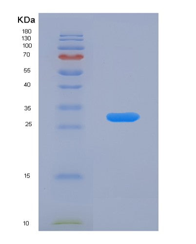 SDS-PAGE analysis of Human BAG1 (Bag Family Molecular Chaperone Regulator 1) - Recombinant Protein, CATHuman BAG1 (Bag Family Molecular Chaperone Regulator 1) - Recombinant Protein
