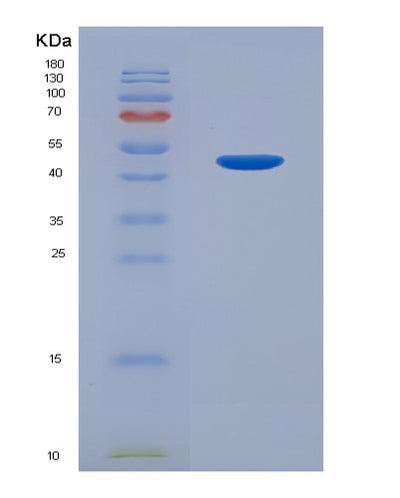 SDS-PAGE analysis of Human LGMN (Legumain) - Recombinant Protein, CAT# BLT-07771P, showing >90% purity under 15% SDS-PAGE (Reduced)Human LGMN (Legumain) - Recombinant Protein