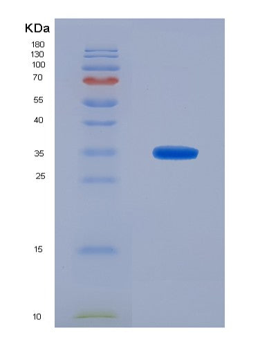 SDS-PAGE analysis of Mouse Dhrs9 (Dehydrogenase/Reductase Sdr Family Member 9) - Recombinant Protein, CATMouse Dhrs9 (Dehydrogenase/Reductase Sdr Family Member 9) - Recombinant Protein