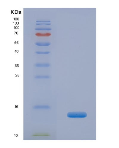 SDS-PAGE analysis of Human INS (Insulin) - Recombinant Protein, CAT# BLT-07774P, showing >90% purity under 15% SDS-PAGE (Reduced)Human INS (Insulin) - Recombinant Protein