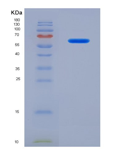 SDS-PAGE analysis of Human CADM1 (Cell Adhesion Molecule 1) - Recombinant Protein, CATHuman CADM1 (Cell Adhesion Molecule 1) - Recombinant Protein