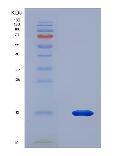 SDS-PAGE analysis of Human PKIB (Camp-Dependent Protein Kinase Inhibitor Beta) - Recombinant Protein, CAT# BLT-02276P, showing >85% purity under 15% SDS-PAGE (Reduced)Human PKIB (Camp-Dependent Protein Kinase Inhibitor Beta) - Recombinant Protein