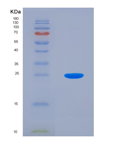 SDS-PAGE analysis of Human Diablo Homolog (DIABLO) - Recombinant Protein, CATHuman Diablo Homolog (DIABLO) - Recombinant Protein