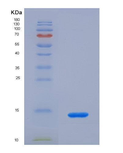 SDS-PAGE analysis of Mouse Ccl24 (C-C Motif Chemokine 24) - Recombinant Protein, CATMouse Ccl24 (C-C Motif Chemokine 24) - Recombinant Protein