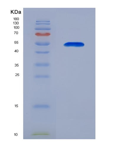 SDS-PAGE analysis of Human BPIFA1 (Bpi Fold-Containing Family A Member 1) - Recombinant Protein, CAT# BLT-00350P, showing >90% purity under 15% SDS-PAGE (Reduced)Human BPIFA1 (Bpi Fold-Containing Family A Member 1) - Recombinant Protein