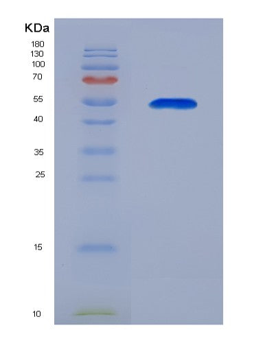 SDS-PAGE analysis of Human BPIFA1 (Bpi Fold-Containing Family A Member 1) - Recombinant Protein, CATHuman BPIFA1 (Bpi Fold-Containing Family A Member 1) - Recombinant Protein