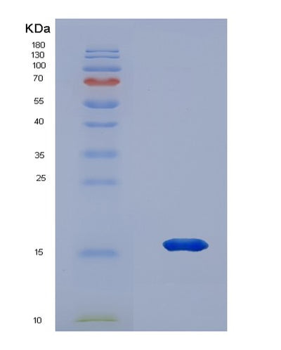 SDS-PAGE analysis of Human NRN1 (Neuritin) - Recombinant Protein, CAT# BLT-03880P, showing >90% purity under 15% SDS-PAGE (Reduced)Human NRN1 (Neuritin) - Recombinant Protein
