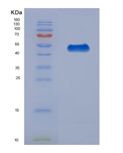 SDS-PAGE analysis of Human HSPBP1 (Hsp70-Binding Protein 1) - Recombinant Protein, CAT# BLT-01455P, showing >90% purity under 15% SDS-PAGE (Reduced)Human HSPBP1 (Hsp70-Binding Protein 1) - Recombinant Protein