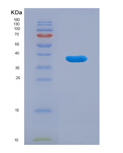 SDS-PAGE analysis of Human ANXA10 (Annexin A10) - Recombinant Protein, CATHuman ANXA10 (Annexin A10) - Recombinant Protein