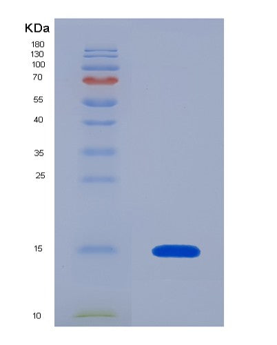 SDS-PAGE analysis of Human PIN4 (Peptidyl-Prolyl Cis-Trans Isomerase Nima-Interacting 4) - Recombinant Protein, CATHuman PIN4 (Peptidyl-Prolyl Cis-Trans Isomerase Nima-Interacting 4) - Recombinant Protein