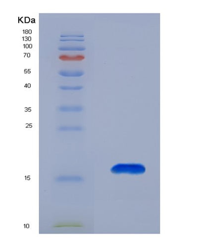 SDS-PAGE analysis of Human CCL27 (C-C Motif Chemokine 27) - Recombinant Protein, CAT# BLT-00447P, showing >85% purity under 15% SDS-PAGE (Reduced)Human CCL27 (C-C Motif Chemokine 27) - Recombinant Protein