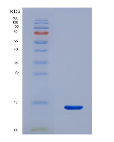SDS-PAGE analysis of Human NEUROG3 (Neurogenin-3) - Recombinant Protein, CAT# BLT-02016P, showing >95% purity under 15% SDS-PAGE (Reduced)Human NEUROG3 (Neurogenin-3) - Recombinant Protein