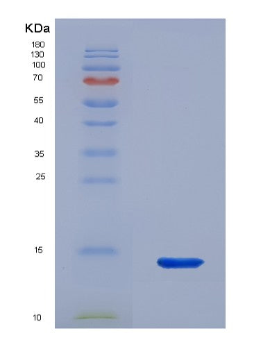 SDS-PAGE analysis of Human NEUROG3 (Neurogenin-3) - Recombinant Protein, CATHuman NEUROG3 (Neurogenin-3) - Recombinant Protein