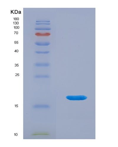SDS-PAGE analysis of Human CDNF (Cerebral Dopamine Neurotrophic Factor) - Recombinant Protein, CAT# BLT-03802P, showing >95% purity under 15% SDS-PAGE (Reduced)Human CDNF (Cerebral Dopamine Neurotrophic Factor) - Recombinant Protein