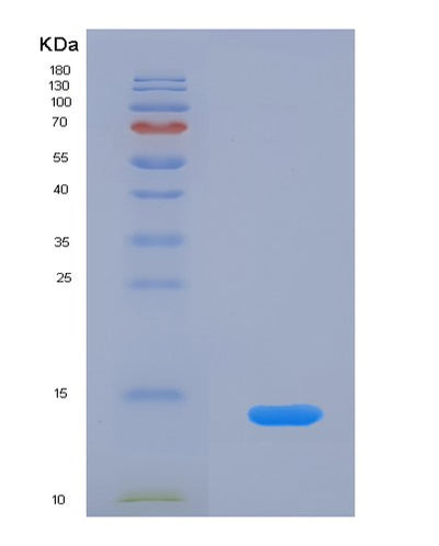 SDS-PAGE analysis of Human CCL3 (C-C Motif Chemokine 3) - Recombinant Protein, CAT# BLT-07799P, showing >90% purity under 15% SDS-PAGE (Reduced)Human CCL3 (C-C Motif Chemokine 3) - Recombinant Protein