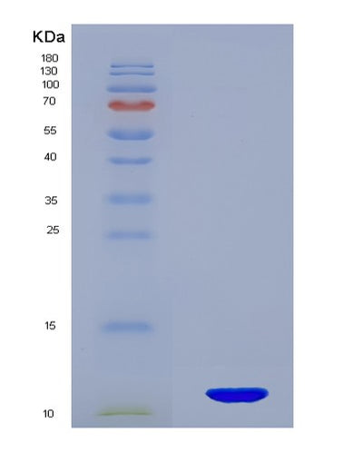 SDS-PAGE analysis of Human CXCL12 (Stromal Cell-Derived Factor 1) - Recombinant Protein, CAT# BLT-07803P, showing >90% purity under 15% SDS-PAGE (Reduced)Human CXCL12 (Stromal Cell-Derived Factor 1) - Recombinant Protein
