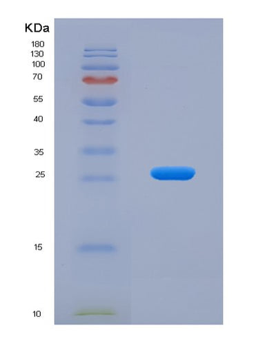 SDS-PAGE analysis of Mouse Il27 (Interleukin-27 Subunit Alpha) - Recombinant Protein, CAT# BLT-07813P, showing >90% purity under 15% SDS-PAGE (Reduced)Mouse Il27 (Interleukin-27 Subunit Alpha) - Recombinant Protein
